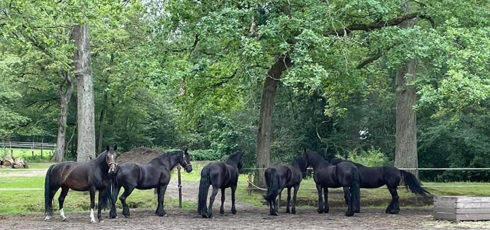 De Swaenhoeve Zoersel Exteriér fotografie